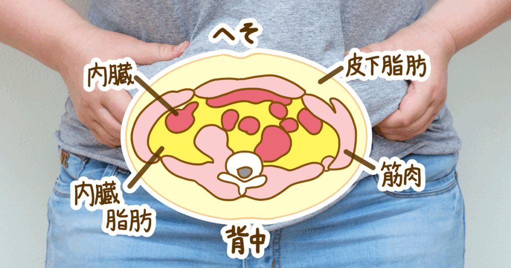 “なぜ40 代で内臓脂肪が付きやすいのか” を知る